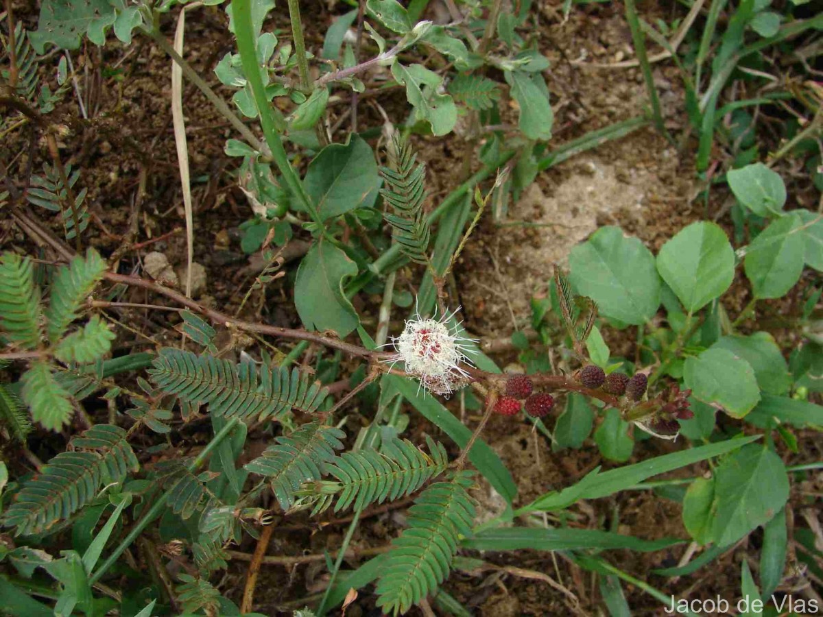 Mimosa pudica L.